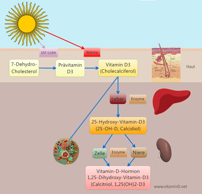 Vitamin-D-Synthese