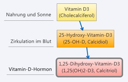 Vitamin D Regulation Dr Schweikart Verlag