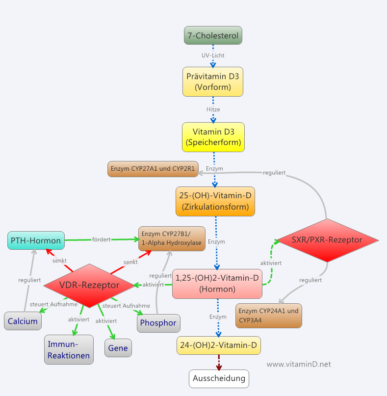 Vitamin D Regulation Dr Schweikart Verlag
