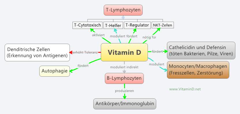 Vitamin D und das Immunsystem