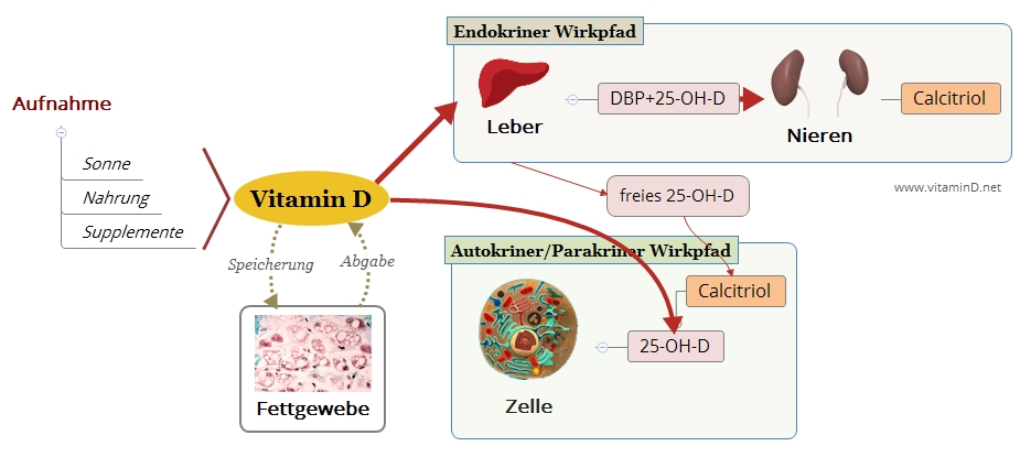 Warum Vitamin D Nur Wirkt Wenn Man Es Täglich Nimmt Dr