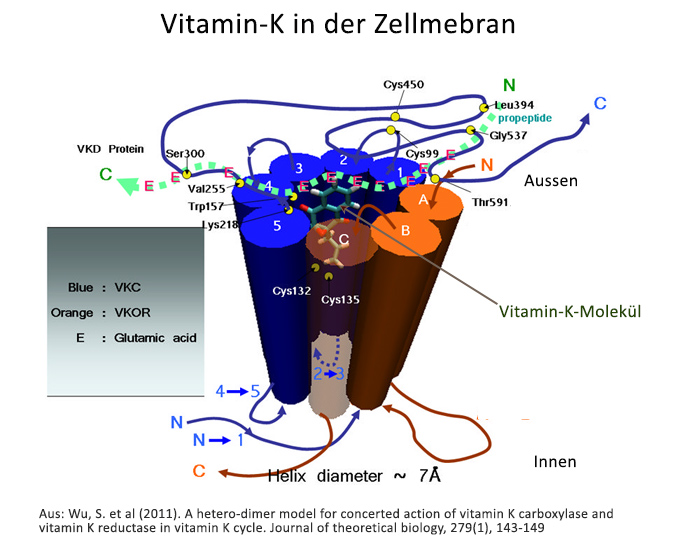 Vitamin K Zellmembran