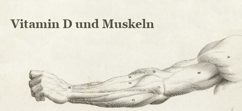 Vitamin D und Muskeln