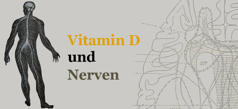 Vitamin D, Nerven und Gehirn