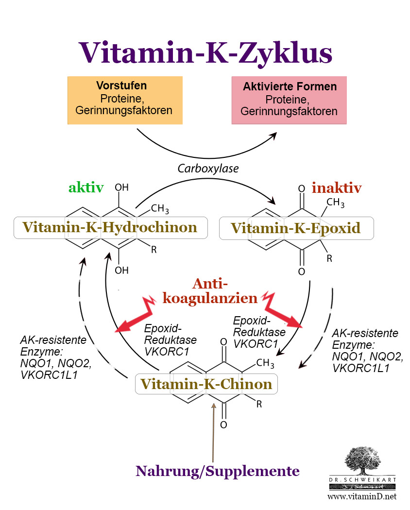 Vitamin K Zyklus