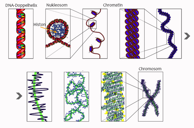 Chromatin